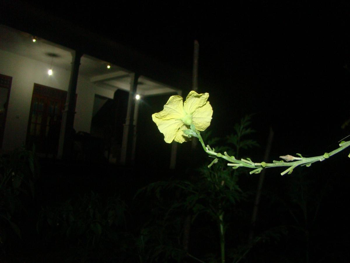 Thuruliya Residence 锡吉里亚 外观 照片